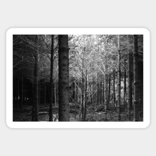 forest in black and white Sticker